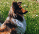 Henry mit 2 Jahren - leder ebenfalls ohne GROSSE Bilddatei